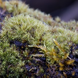 Dicranum montanum (crispy broom moss)